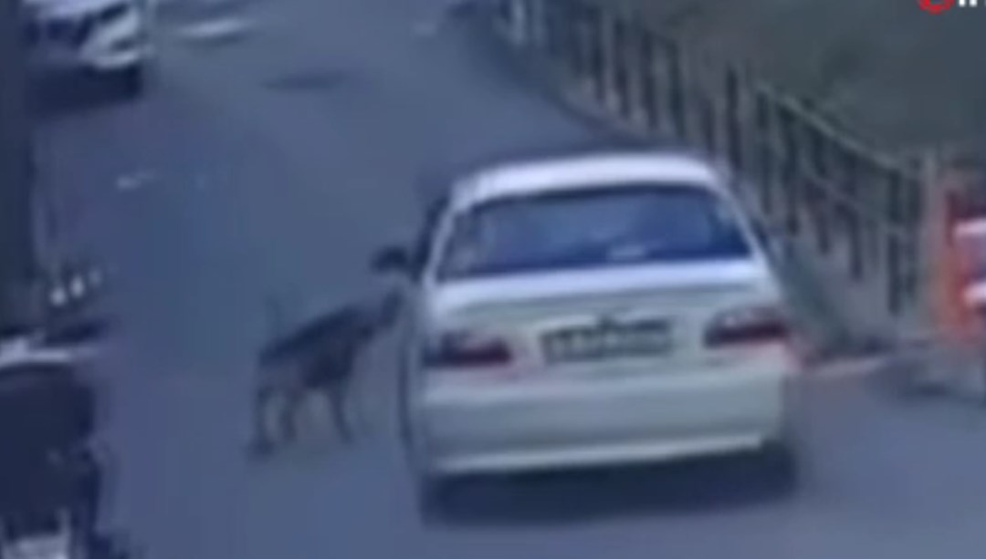 Aracına havlayan sokak köpeklerinden birini ezip kaçtı