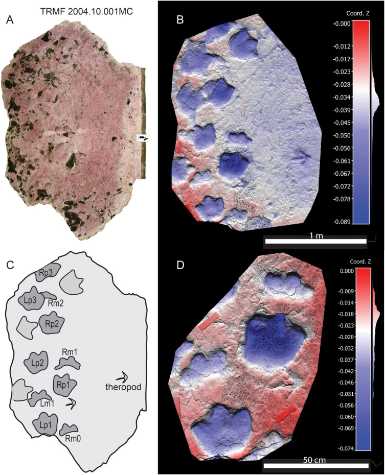 Kanada'da yeni bir tür zırhlı dinozor keşfedildi