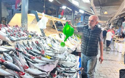 Ege Denizi'nde bolluk: Palamut ustalaştı, tanesi 100 liradan satılıyor